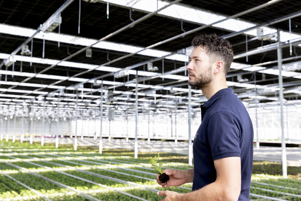 AG fotografie horti chrysant 1